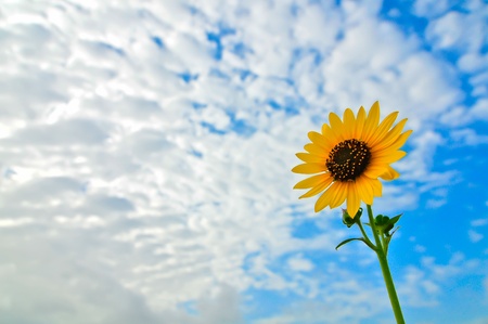lone sunflower against vibrant blue skiesの写真素材