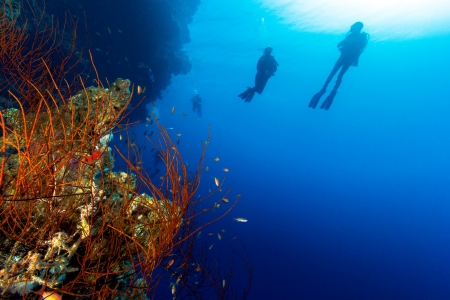 Silhouette of SCUBA divers on a deep reef wall with whip corals in the foreground