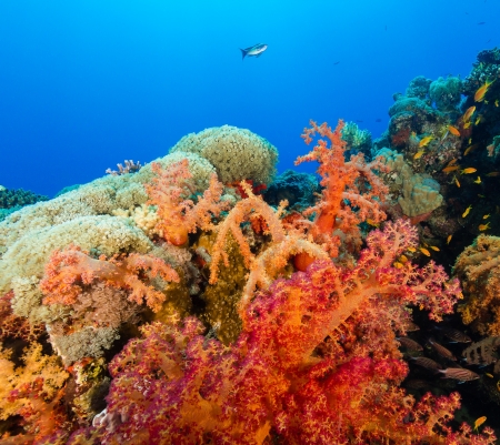 Vividly coloured soft corals and tropical fish swim around a coral reef in the Red Seaの写真素材