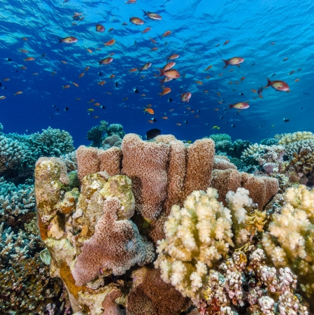 Soft and hard corals on a tropical coral reef in the Red Seaの写真素材