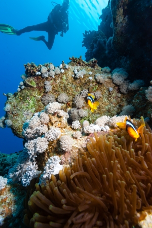 A SCUBA diver looks at a pair of clownfish on a coral reefの写真素材