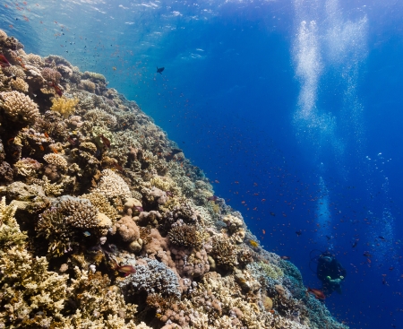 Distant scuba dives explore a hard coral ridge in the tropics