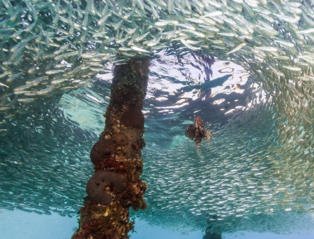 A lionfish creates a circle around baitfish in the red seaの写真素材