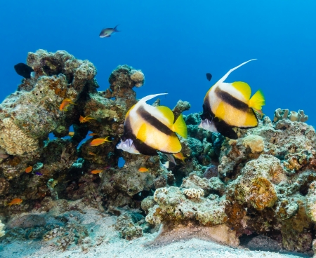 Bannerfish swim over a tropical coral reefの写真素材