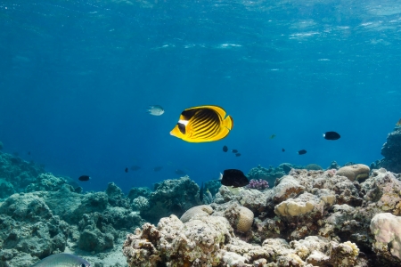 Masked butterfly fish swim along a coral lagoonの写真素材