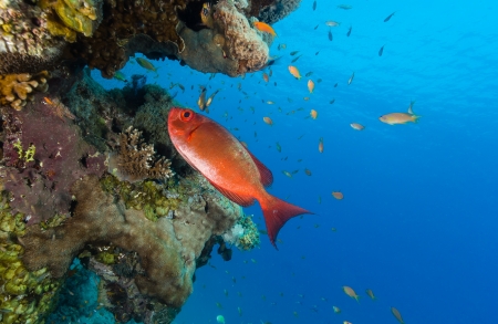 Bigeye swims around a coral pinnacleの写真素材