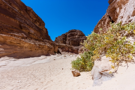 A lonely bush in a sandy desert canyonの写真素材
