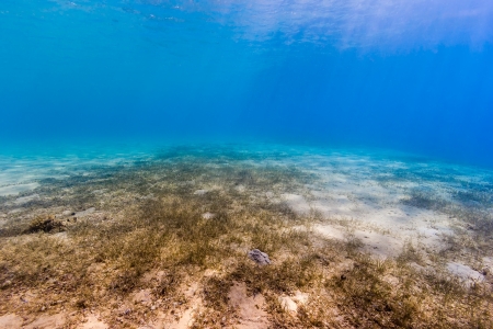 Sun beams create a dappled light on a sea grass bottomの写真素材