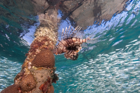Lionfish swims arond a jetty leg while silverside bait fish part in the backgroundの写真素材