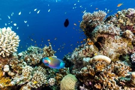 Tropical fish and corals on a coral reef