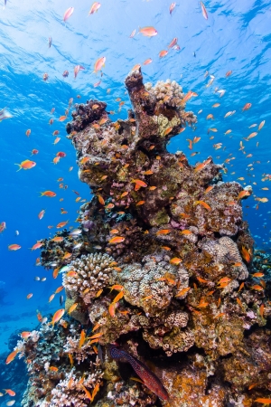 Tropical fish swim around a hard coral pinnacleの写真素材