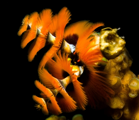 Bright orange christmas tree worms on a black backgroundの写真素材