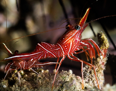 A Colorful Durban Dancing Shrimp sits on a lump of coralの写真素材
