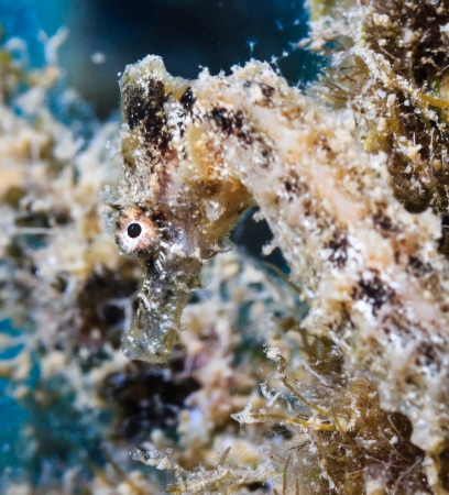 A seahorse hides amongst similar color seaweedの写真素材