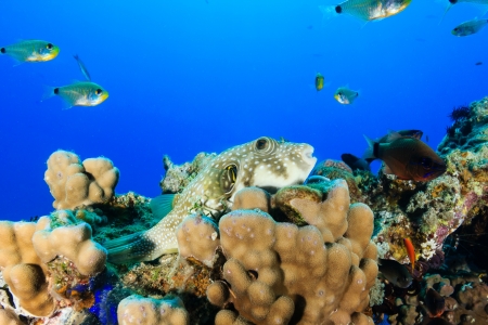 A white spotted puffer on a hard coral on a tropical reef