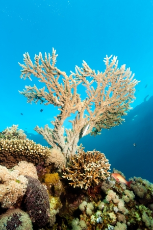 A small acropora staghorn coral grows on a coral reef near the surfaceの写真素材
