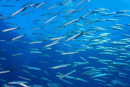 A group of schooling Baracuda near a coral reefの写真素材