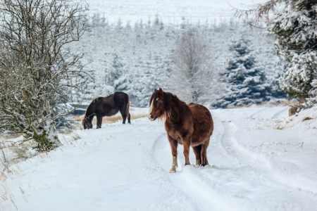 Two wild mountain ponies on a snow landscapeの写真素材