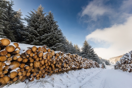 Snow covered logs and trees in a winter landscapeの写真素材