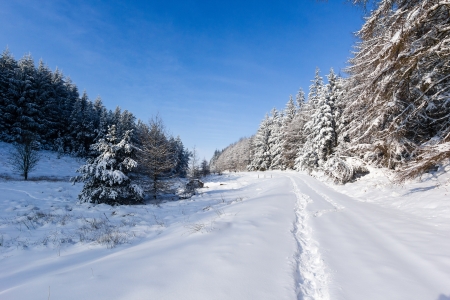A snowy track winds past snow covered fir trees in a remote areaの写真素材