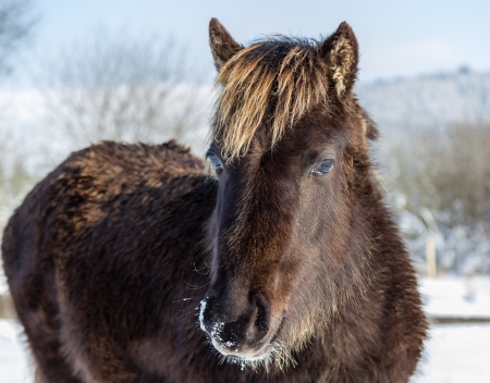 A young wild mountain pony in the snowの写真素材