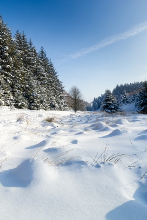 Shadows on the ground in a snowy forestの写真素材
