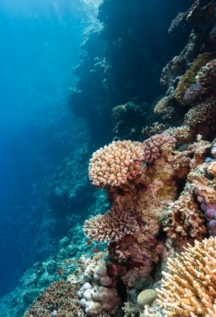 Sunbeams illuminate hard corals on a tropical reefの写真素材