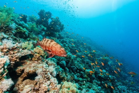 A Coral Grouper swims around a coral reefの写真素材