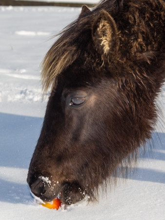 A wild pony eating a red apple in deep snowの写真素材