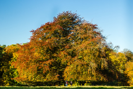 Autumnal treeの写真素材
