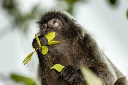 Silver Leaf Monkey feeding in a tree