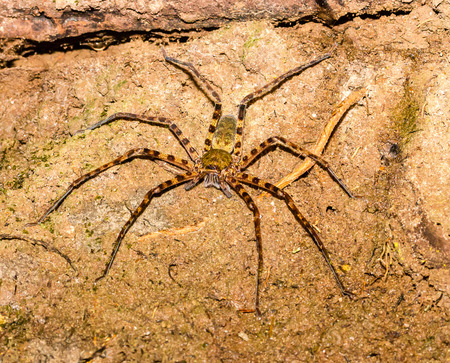 Large venomous spider in the rain forest