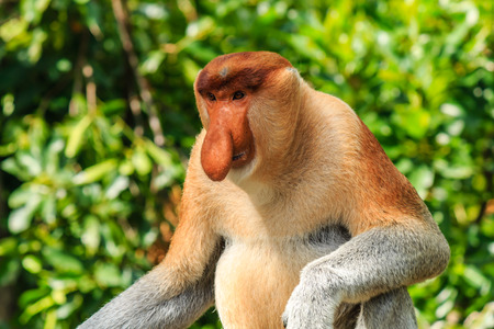 Male Proboscis Monkey in the mangrove swampsの写真素材