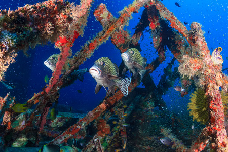 Several sweetlips and glassfish underwaterの写真素材