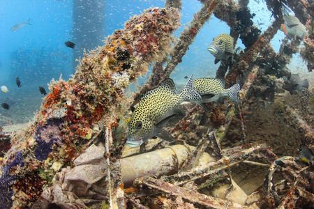 Sweetlips and glassfish on an underwater wreckの写真素材