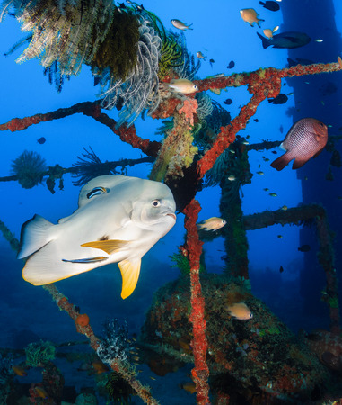 Batfish and cleaner wrasse on a coral reefの写真素材