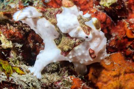 Tiny Clown Frogfish on a tropical coral reef