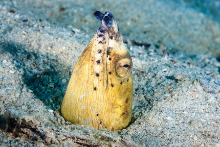 Marbled snake eel sticking out of the sandの写真素材