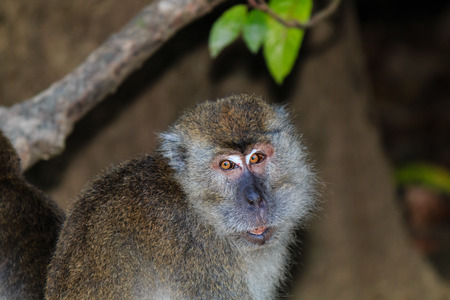Macaque in the jungles of Borneo