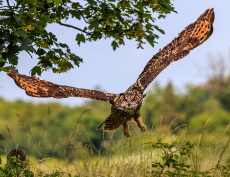 Eagle Owl flying low over a hedgeの写真素材