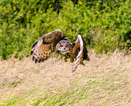 Eagle Owl flying low over a meadowの写真素材