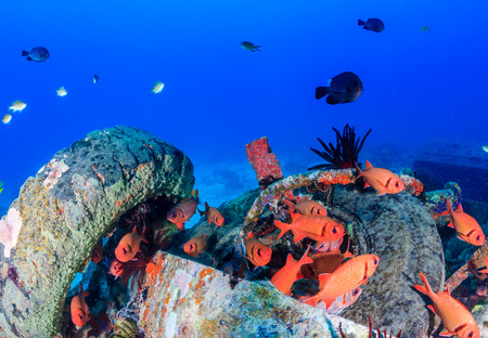 Soldierfish around underwater wreckageの写真素材