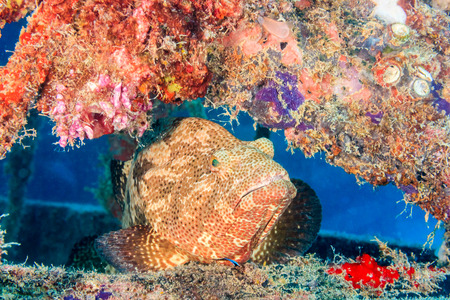 Grouper hiding on a coral encrusted shipwreckの写真素材