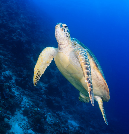 Green Turtle swimming next to a reef slopeの写真素材