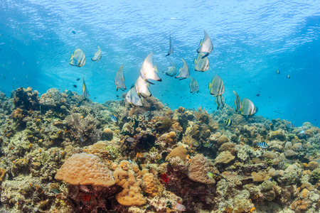 Shoal of batfish and other reef fish on a shallow coral reefの写真素材
