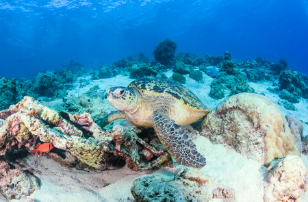 Green Turtle on a coral reefの写真素材