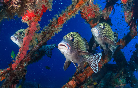 Three colorful Harlequin Sweetlips on a tropical coral reefの写真素材