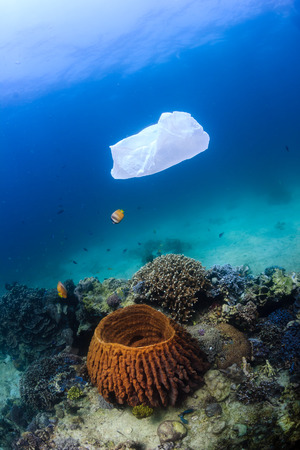 Discarded plastic bag drifts over a tropical coral reef causing a hazard to marine life such as turtlesの写真素材