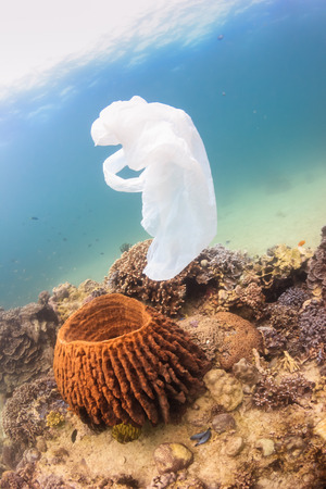 Discarded plastic bag drifts over a tropical coral reef causing a hazard to marine life such as turtlesの写真素材