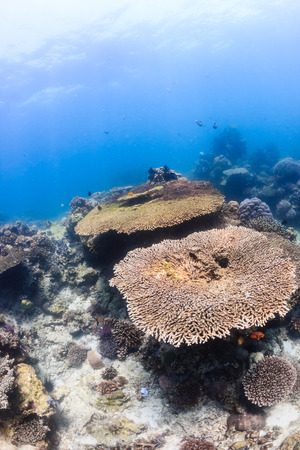 Table corals on a shallow, bright, tropical coral reefの写真素材